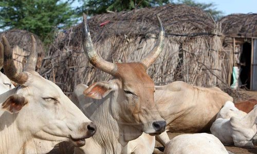 Accès à l'aliment du bétail : un fonds de 2,5 milliards de francs pour l'élevage